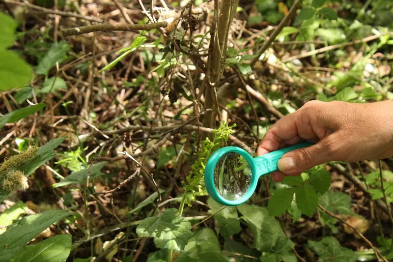 orchidées_sortie_MDL37