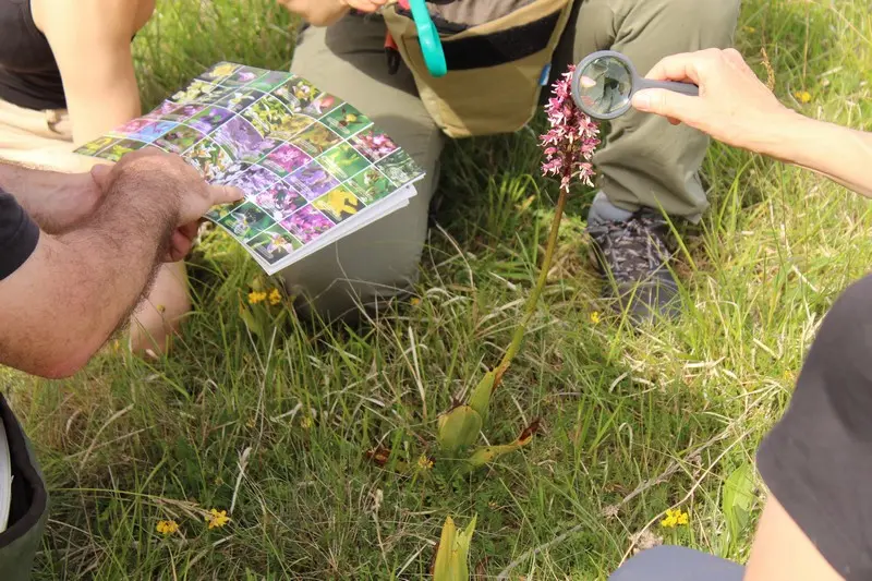 orchidées_sortie_MDL3