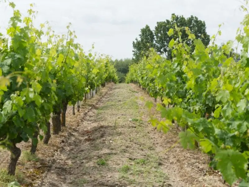 Visuels Touraine nature - Domaine de la Chopinière du Roy - Journée gourmande - Pâques à la ferme 3