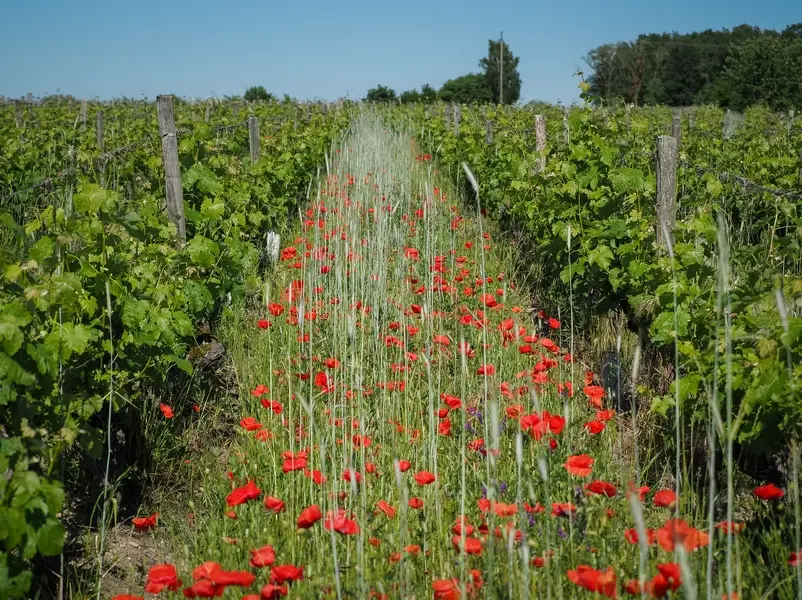 ottn-2026- Dans les pas du vigneron - Restigne