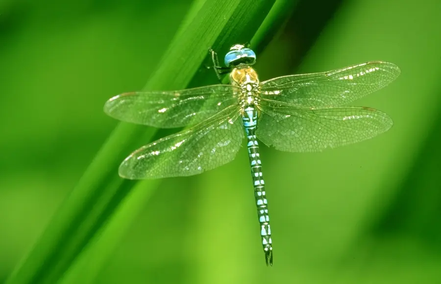 papillon-et-libellule