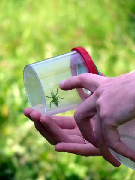 petites-betes-et-compagnie-cp-au-college