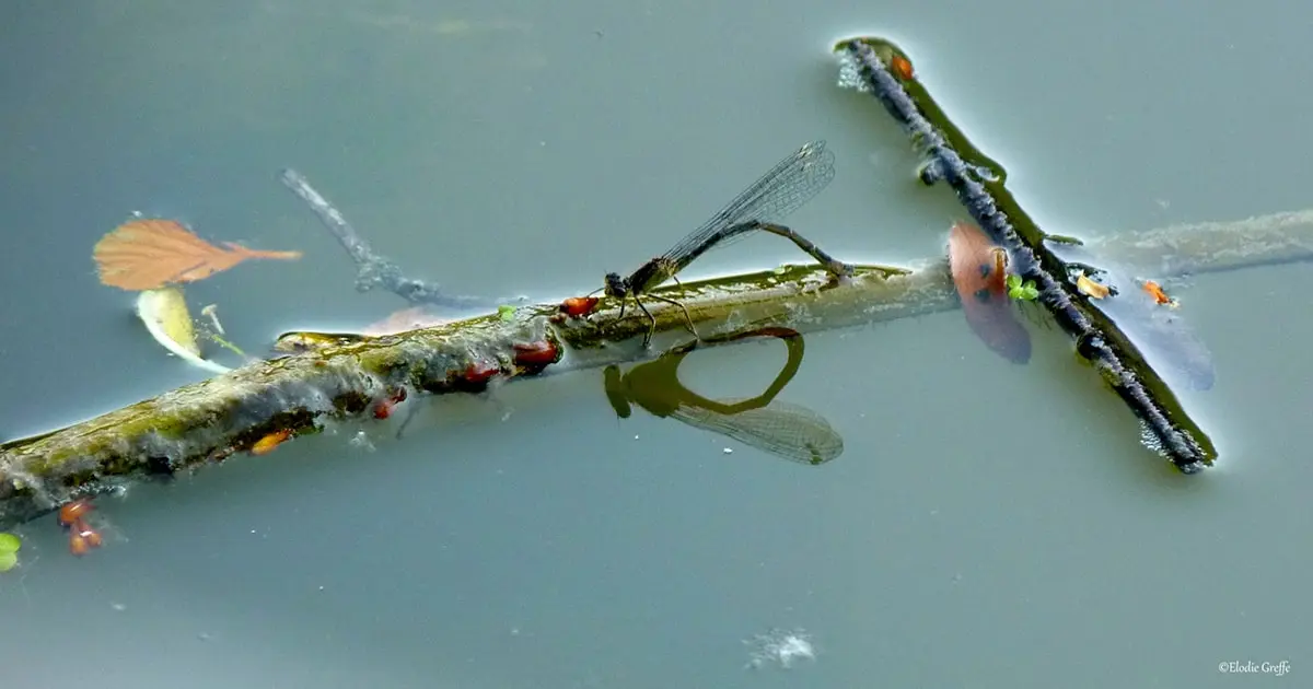 photo-nature-P1240159