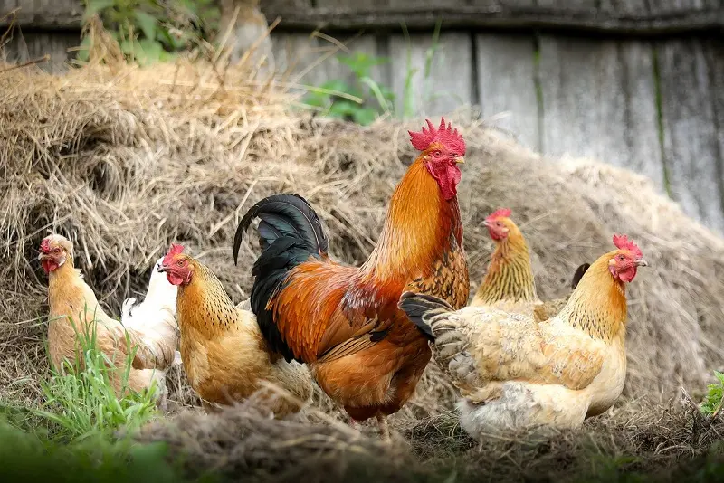 poule pixabay