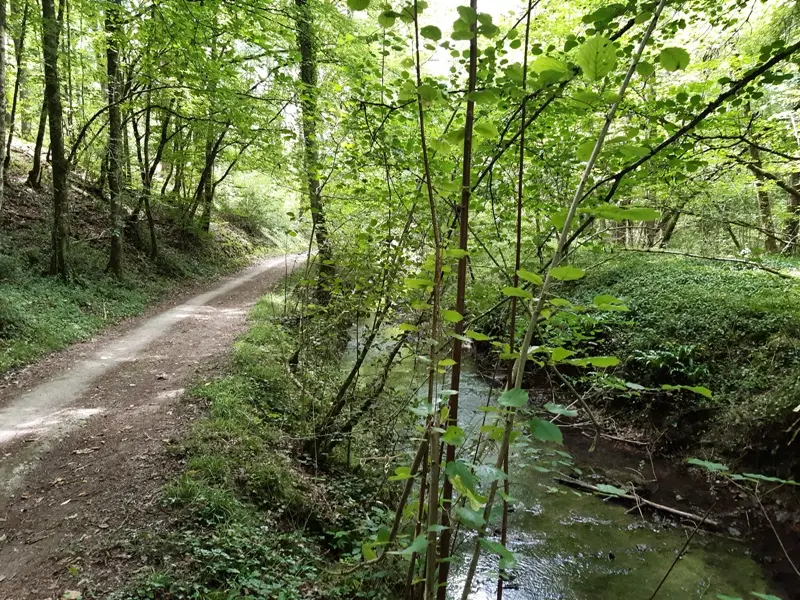 Le long de la Ramberge - Randonnée de Saint-Ouen-les-Vignes