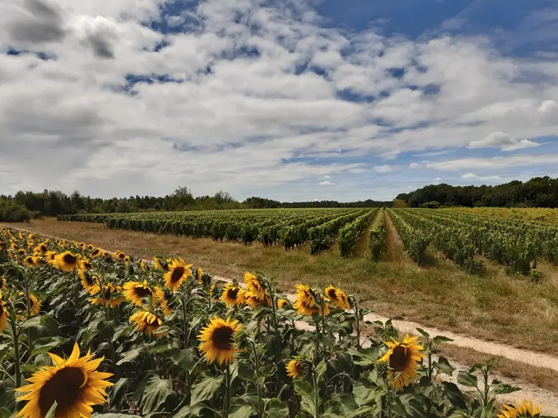 Vignes de l'AOC touraine amboise. Randonnée de Saint-Ouen-les-Vignes
