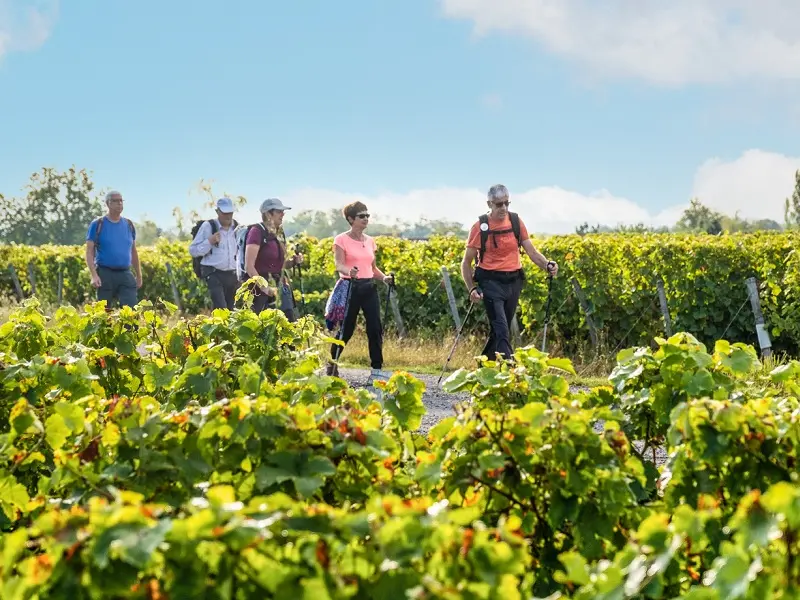 Randonnée pédestre - Vignoble de Vernou-sur-Brenne
