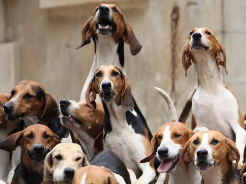 repas-des-chiens-champchevrier