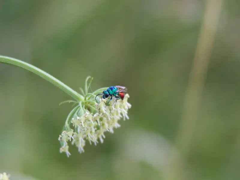 sortieinsecteetplante2022-betzlechateau-valdeloire-2