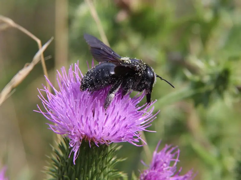 sortieinsecteetplante2022-betzlechateau-valdeloire-3