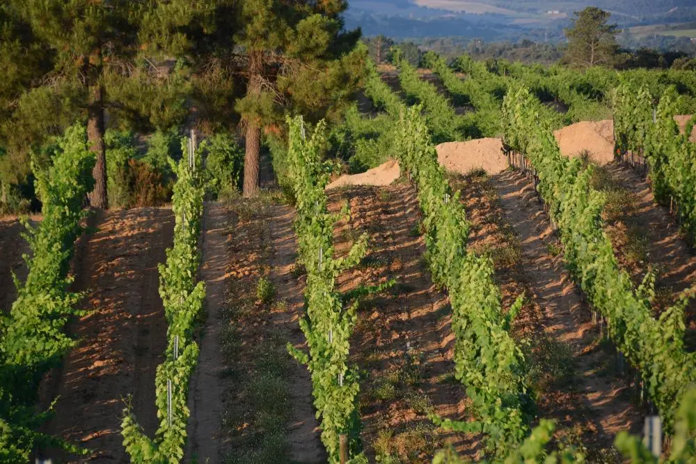 Domaine Saparale
