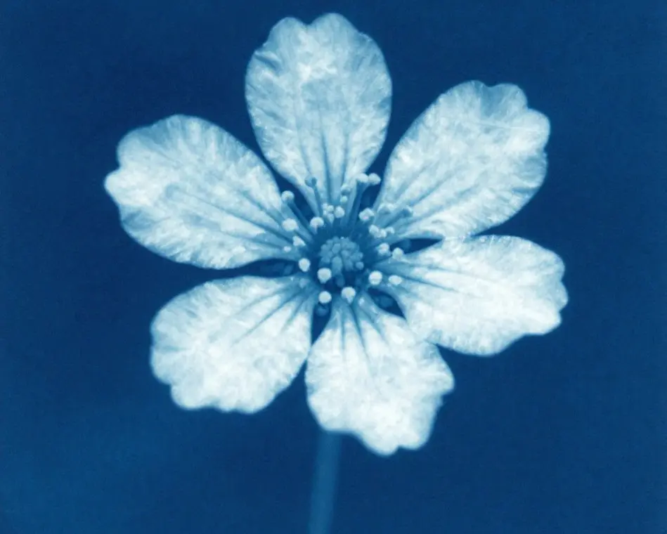 Atelier jeune public : art floral et empreintes végétales