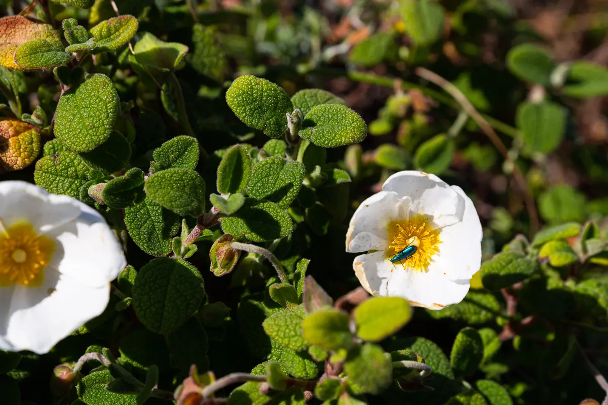 A Viranata : 4ème week-end de la biodiversité