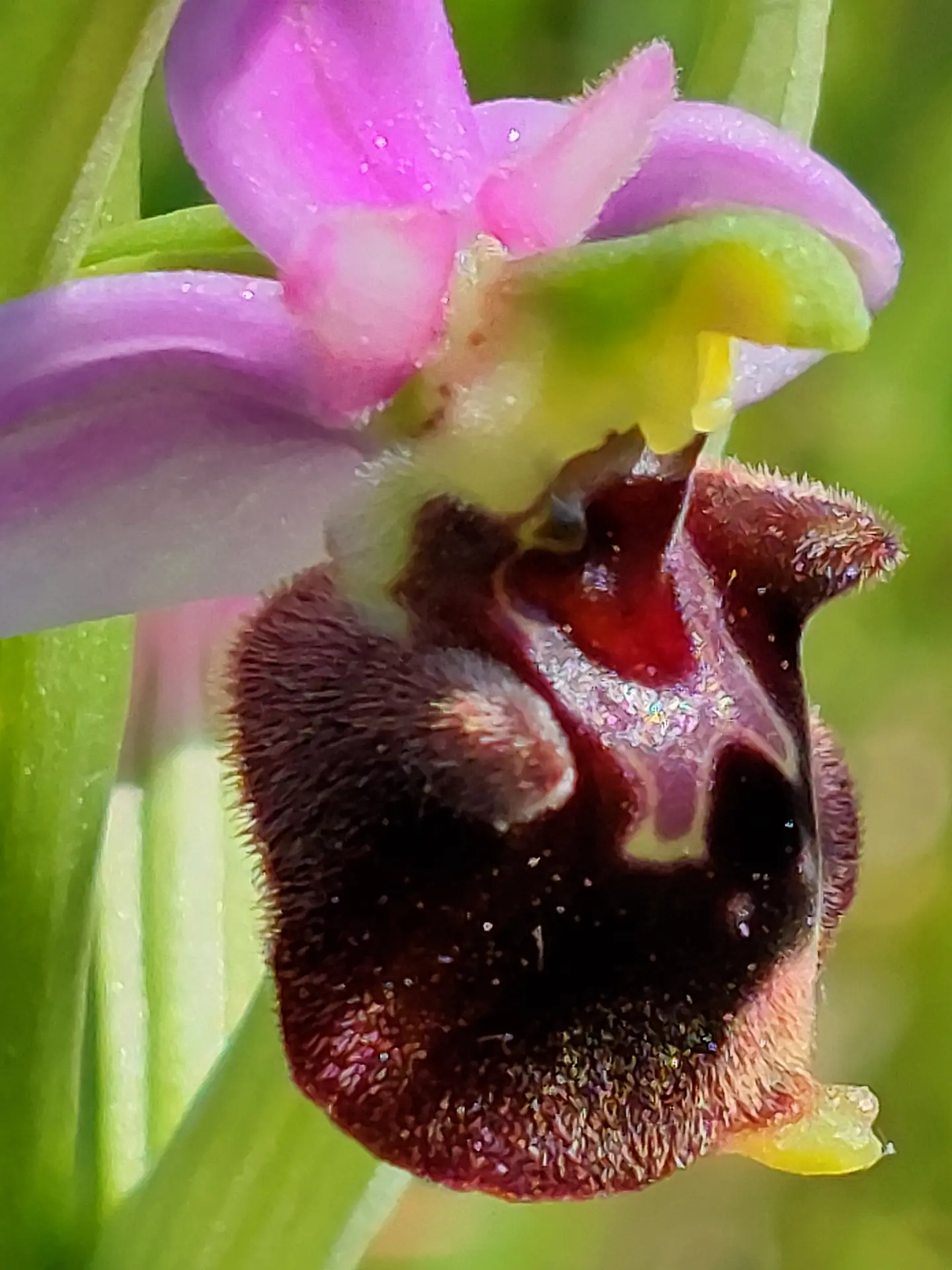 ophrys bourdon