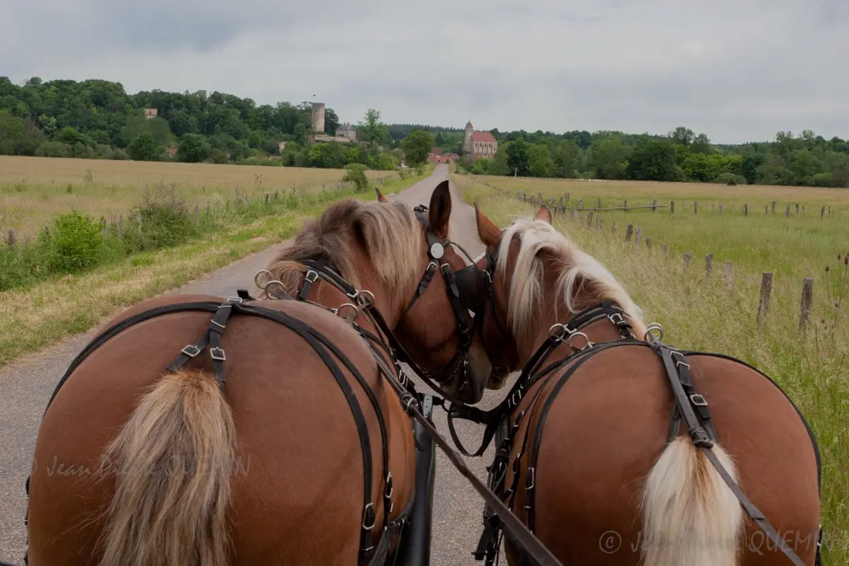 chevaux comtois