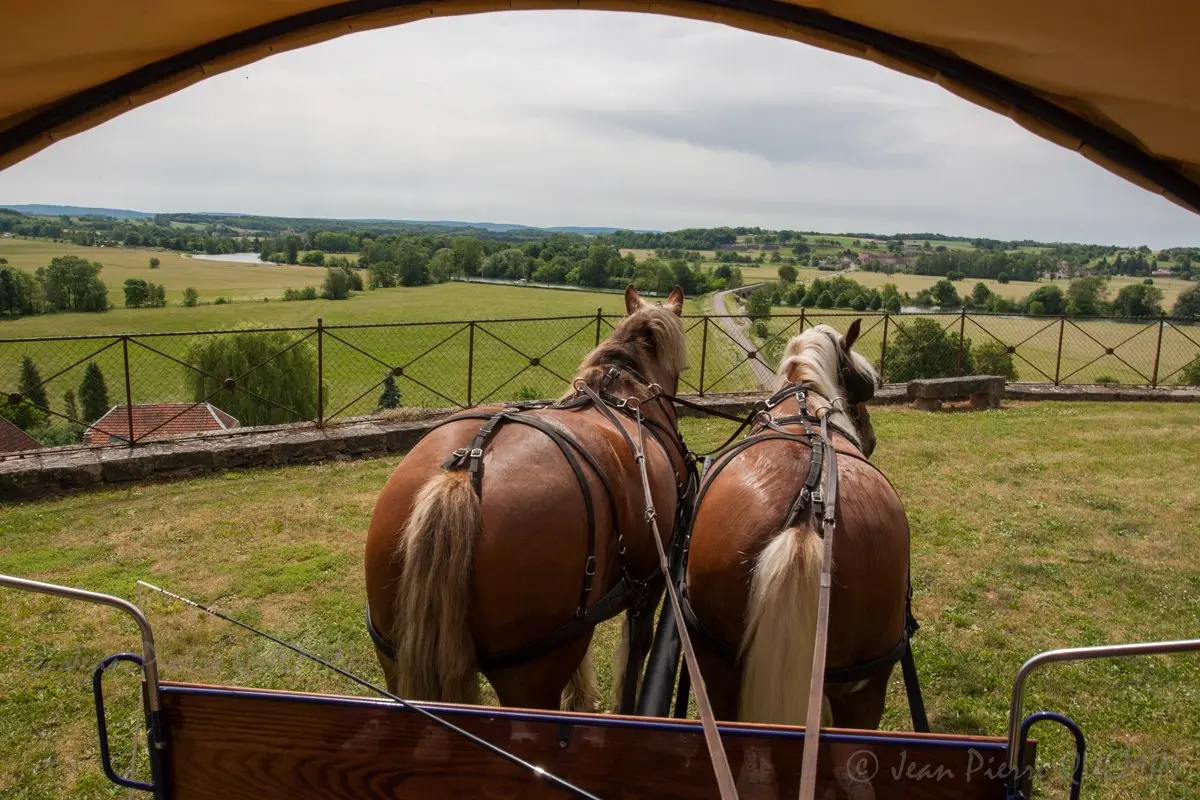 chevaux comtois