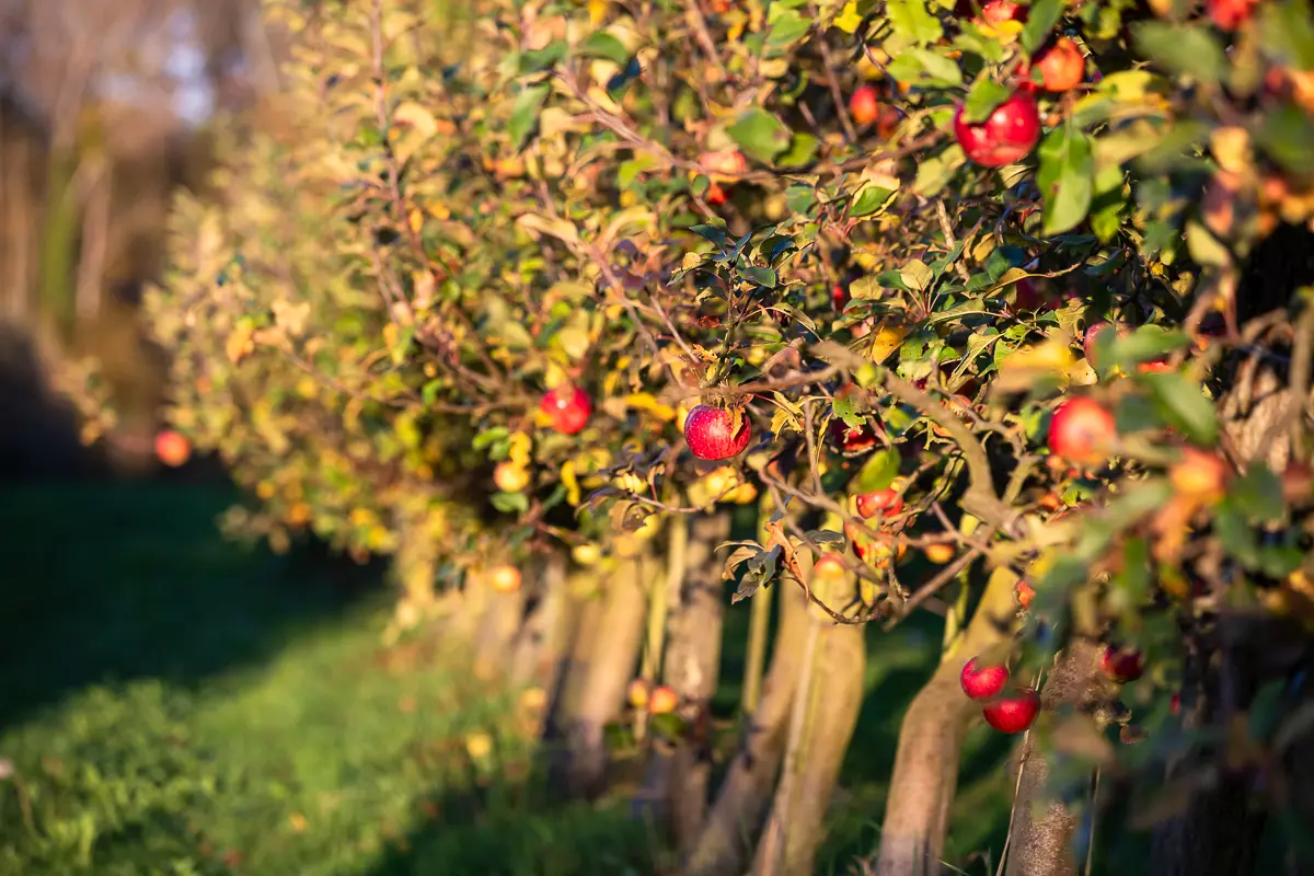 RDVT VERGER BIO 07/08/26