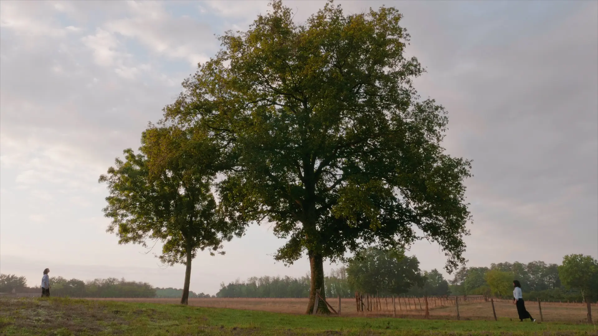 ÁRBOL’ESSENCE