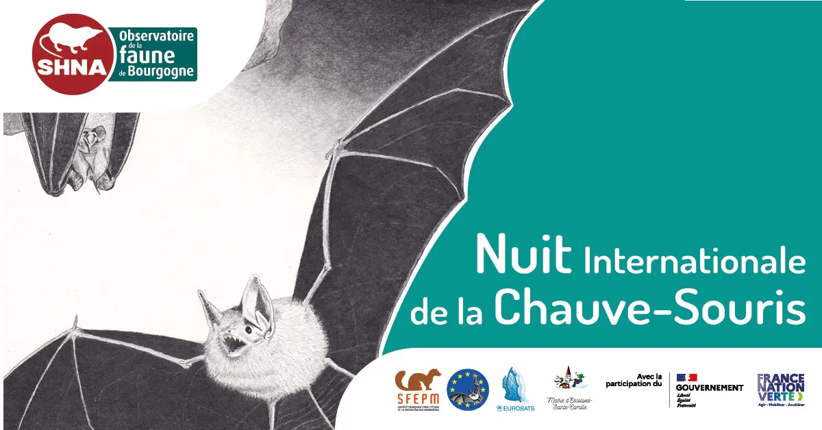 Chauves-souris
