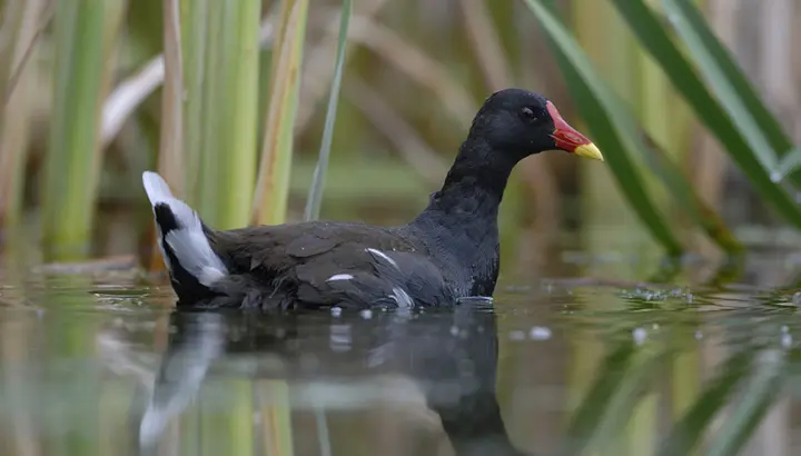 Gallinule poule d'eau