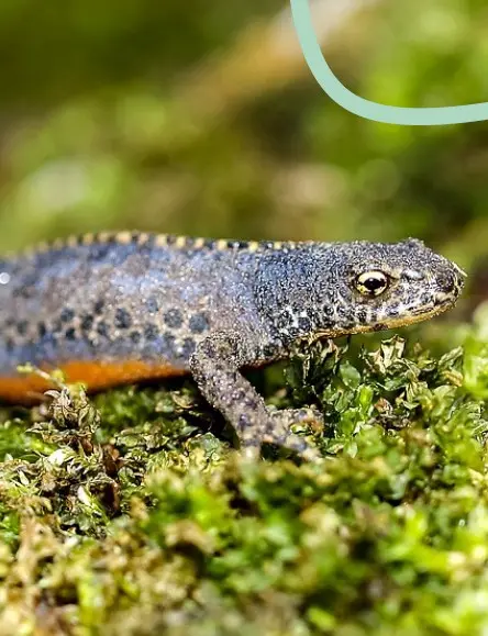 Les amphibiens