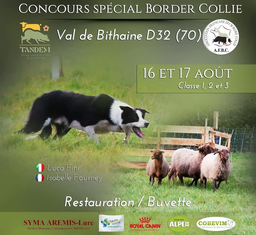 Concours Border Collie