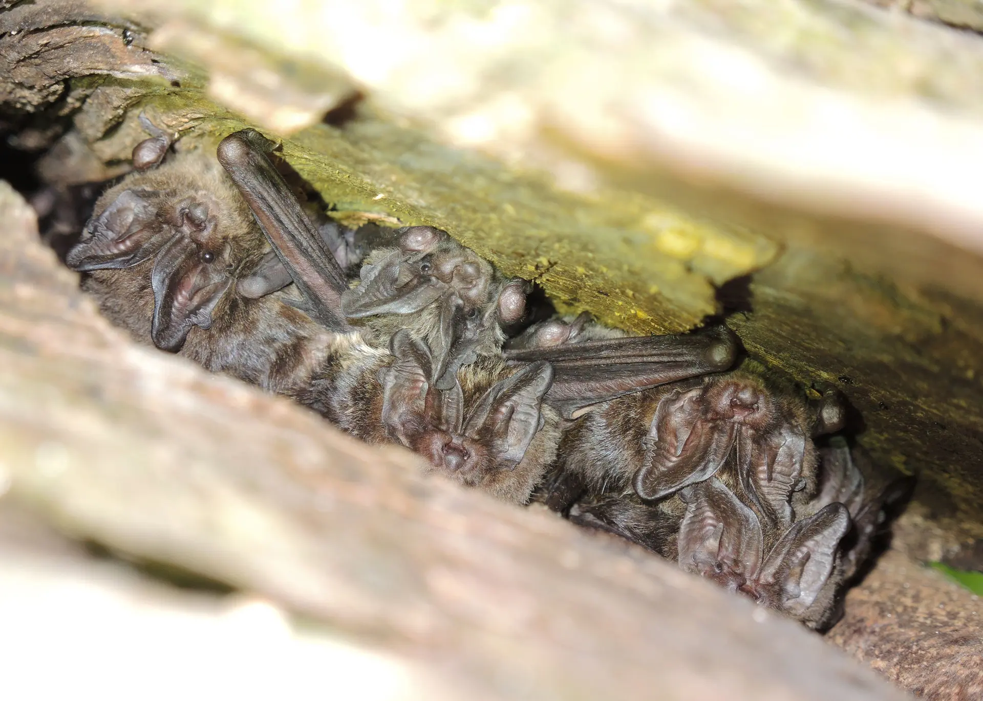 Barbastelle d'Europe_Mise bas