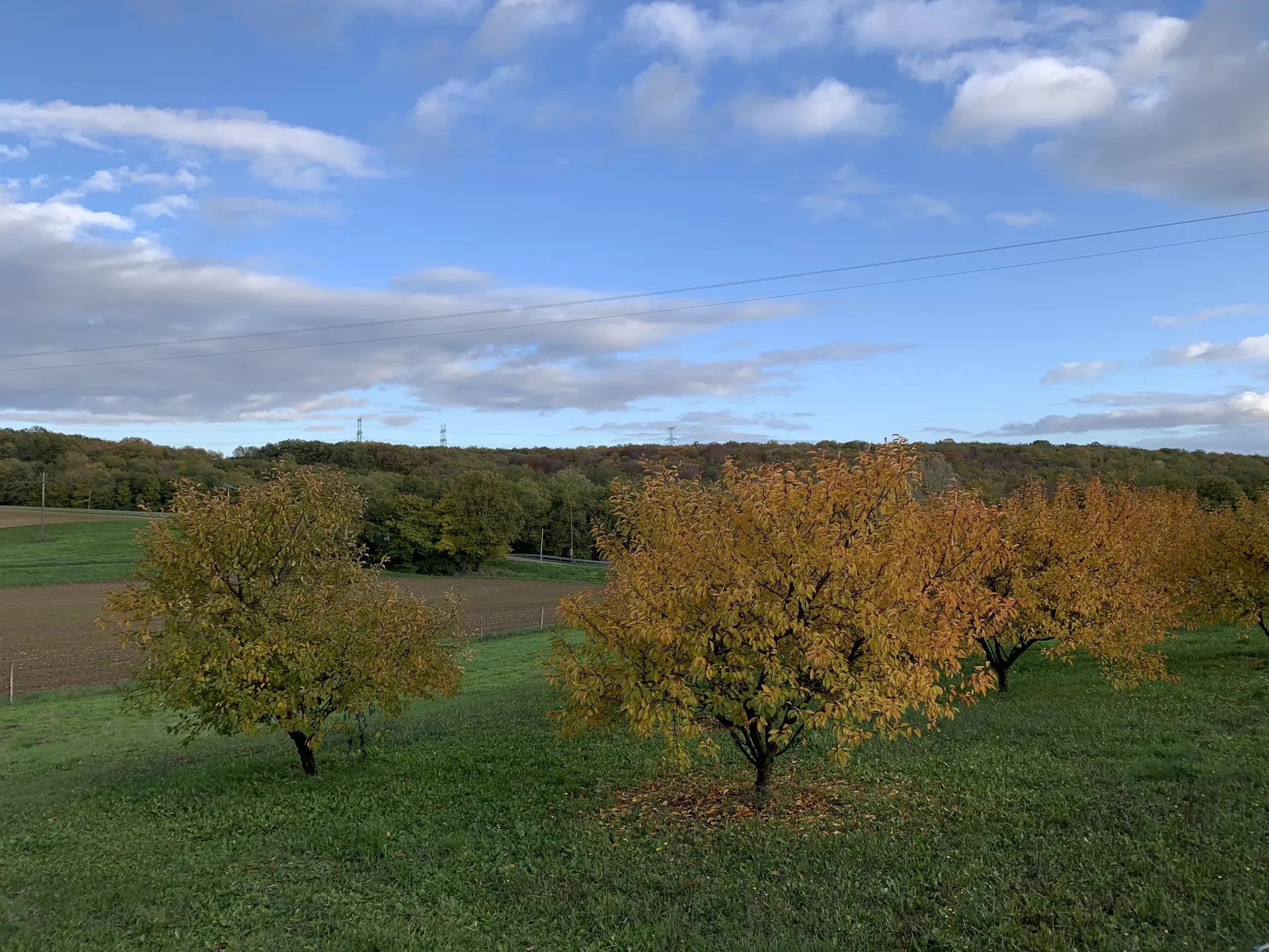 Ferme-Fruirouge-Cerises-Automne-2019 (4)