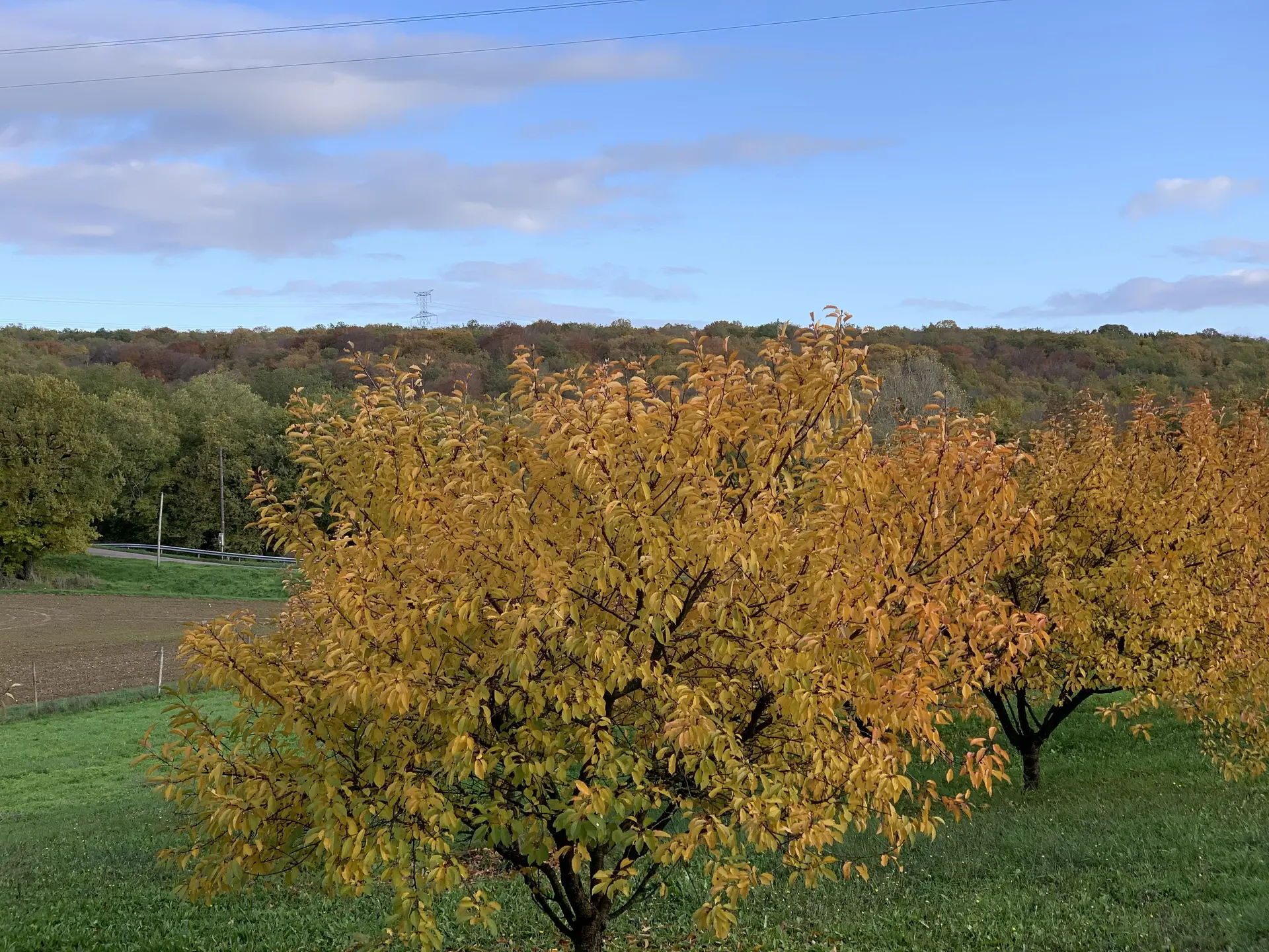Ferme-Fruirouge-Cerises-Automne-2019 (3)