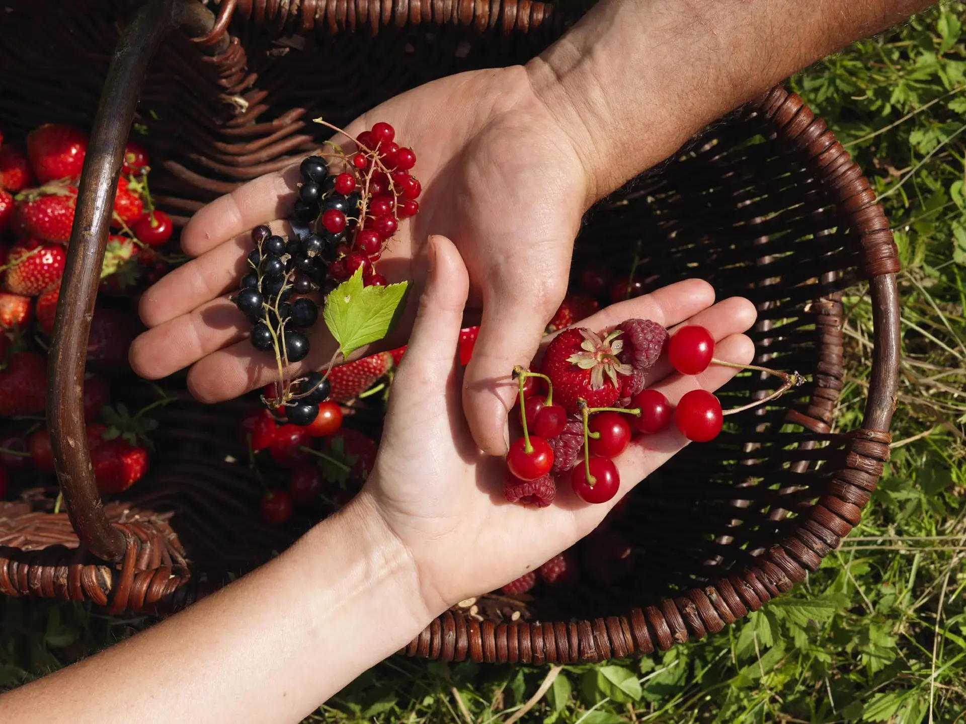 Fruits rouges ferme Fruirouge