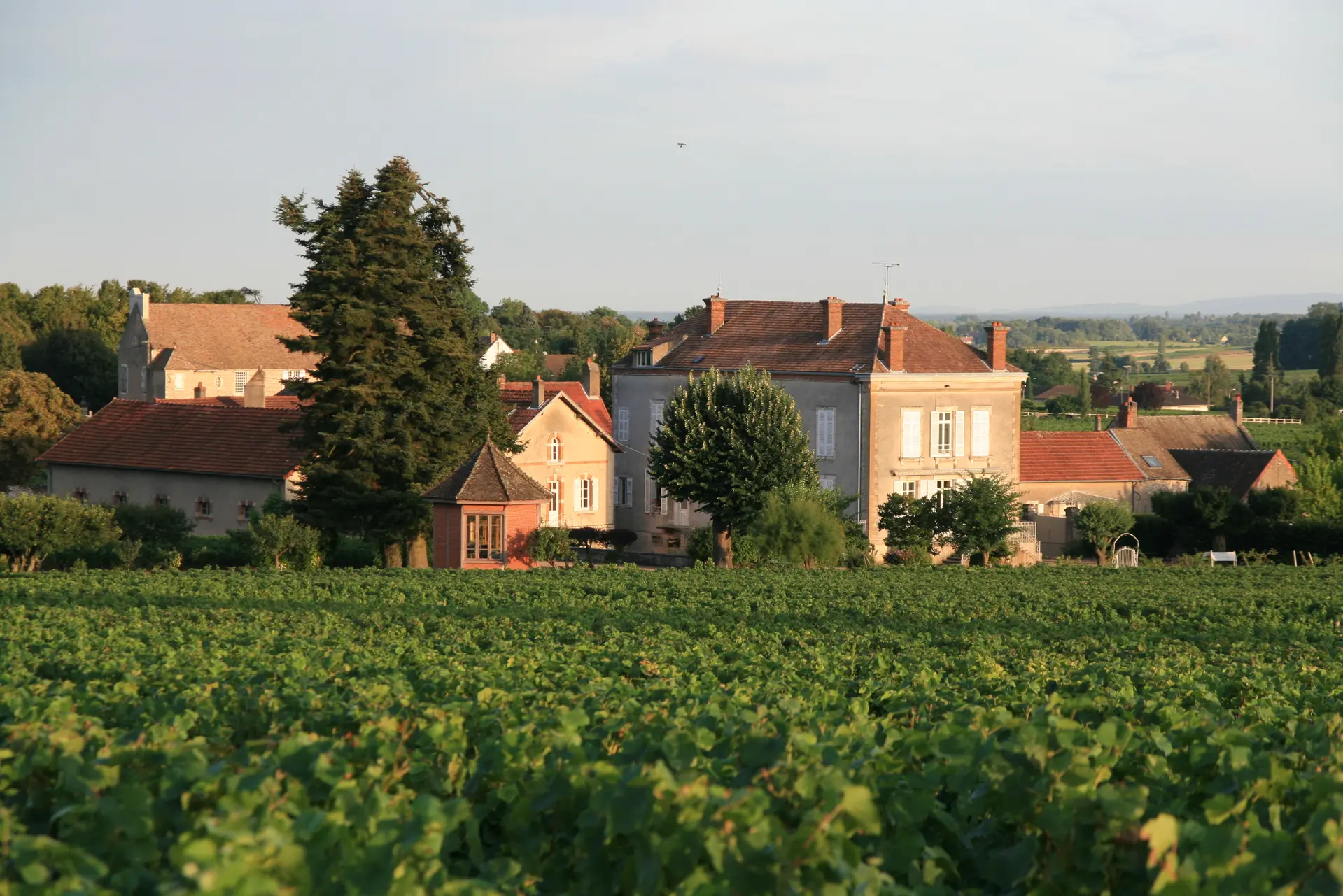 Domaine Jeannin-Naltet