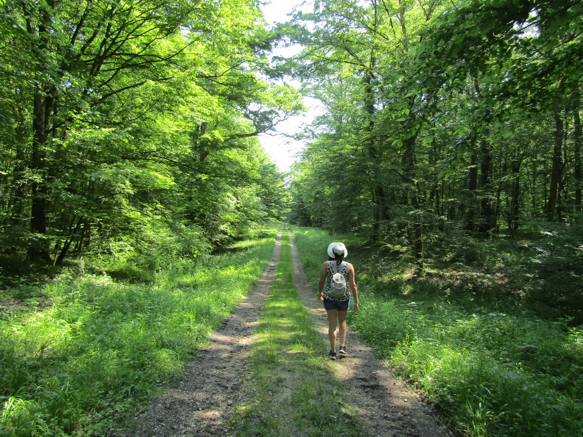 Forêt