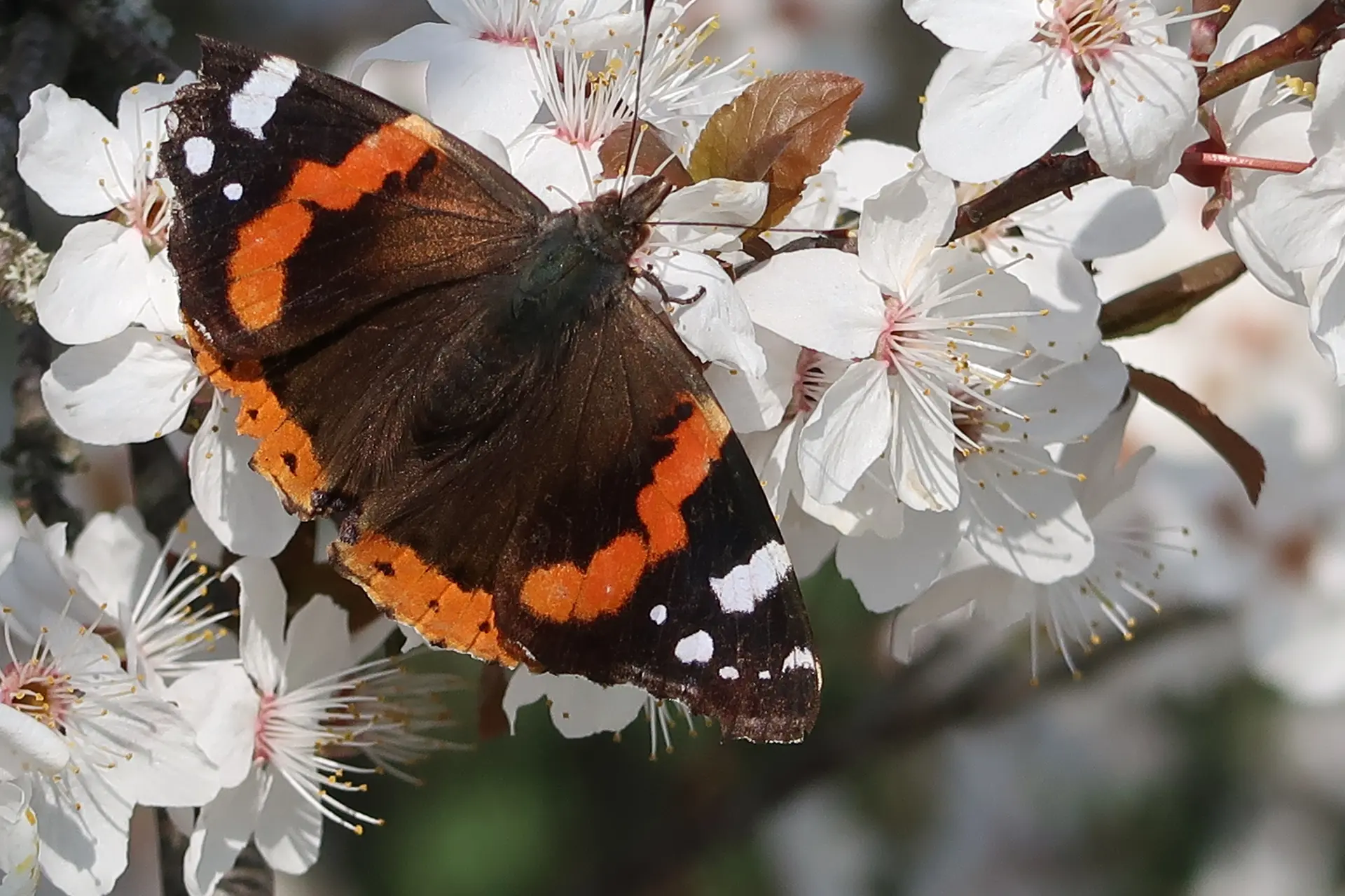 Sortie combeaufontaine 25/07/26