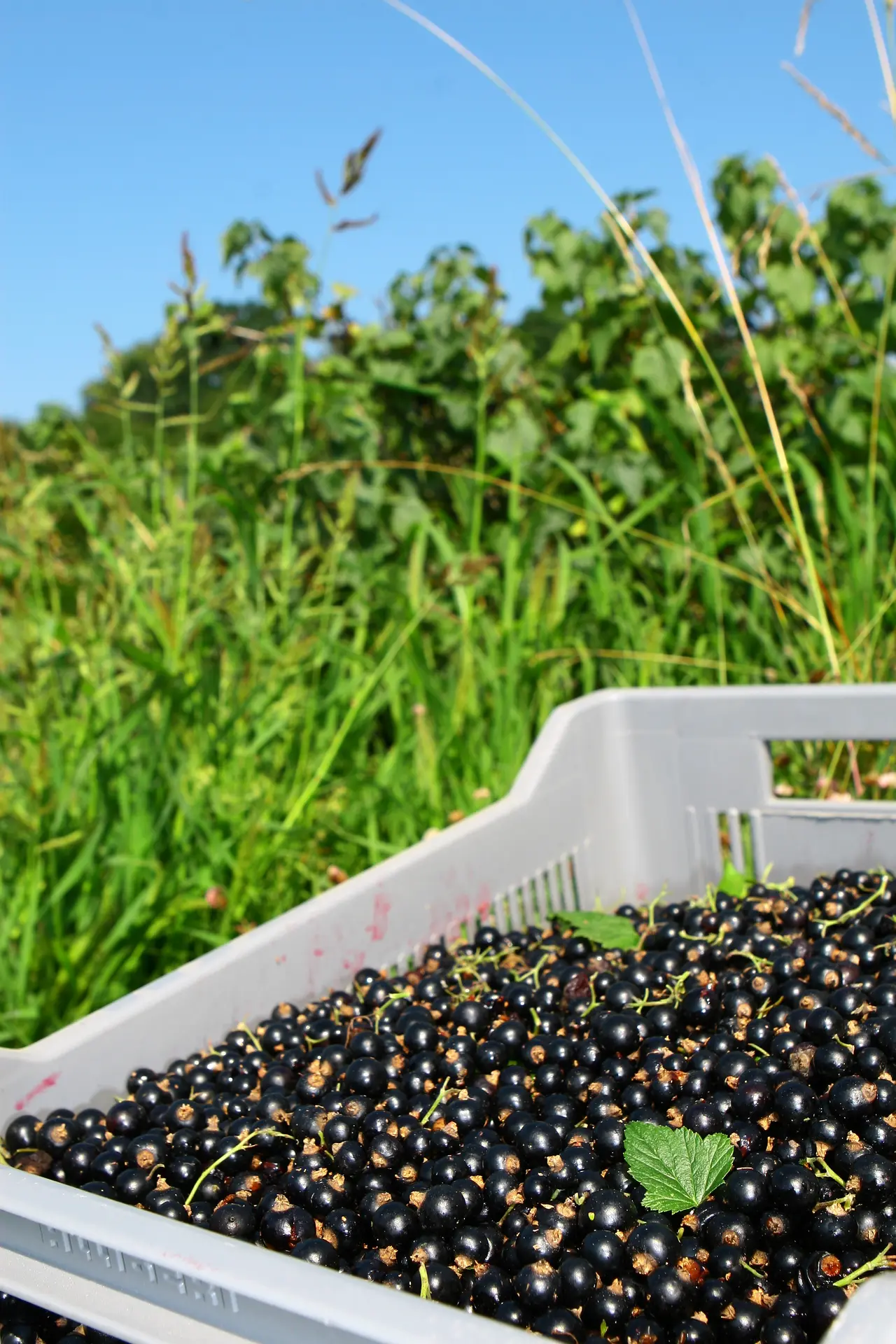 Lejay Lagoute, créateur de la crème de cassis - Cassis