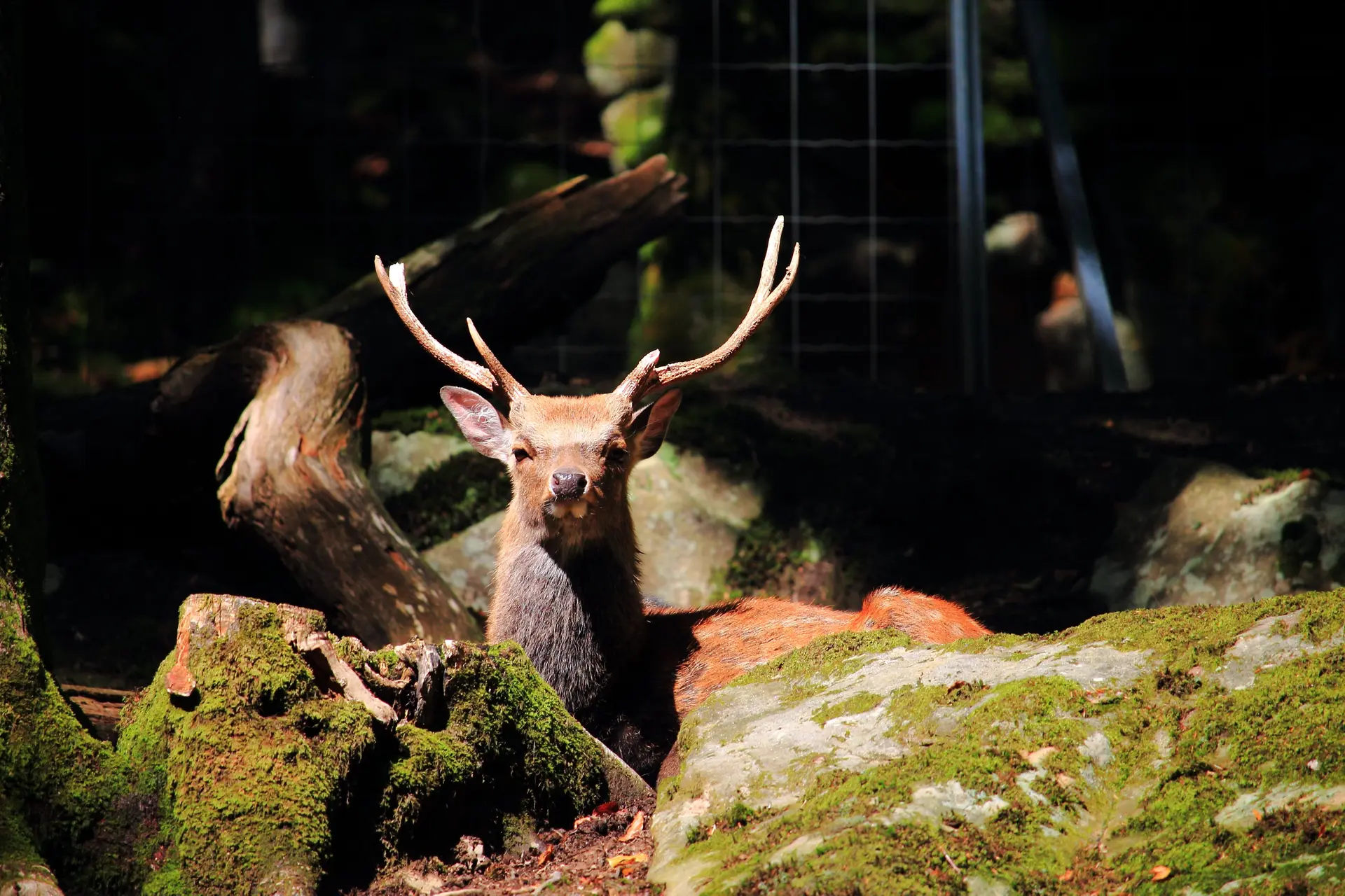 Parc animalier de Fougerolles Saint Valbert