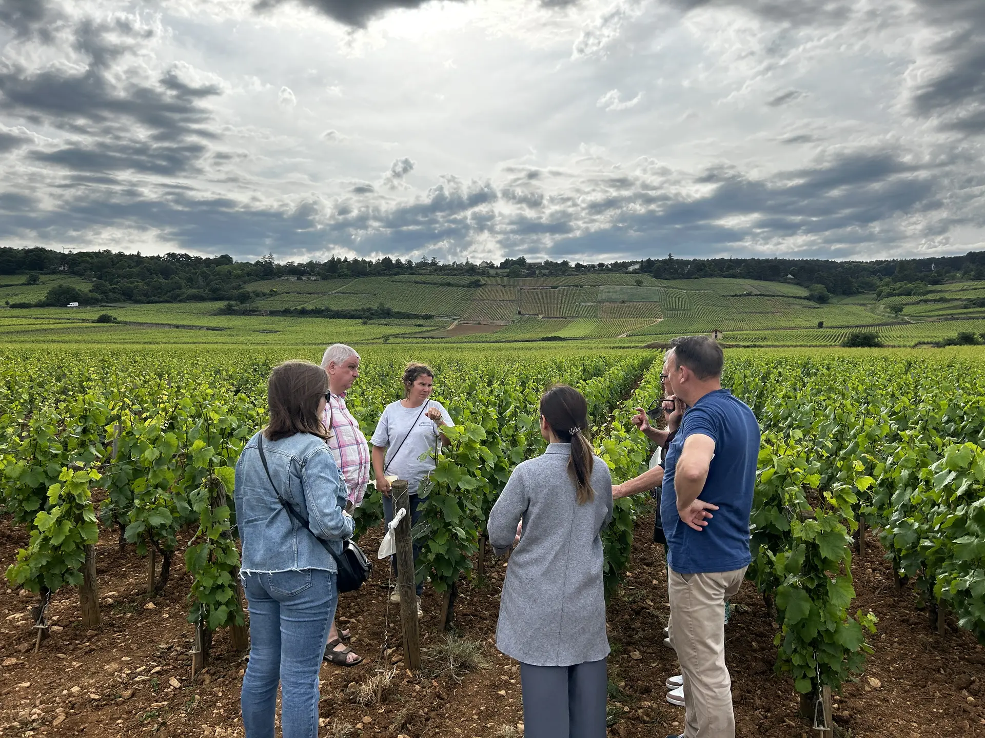 explications vignes