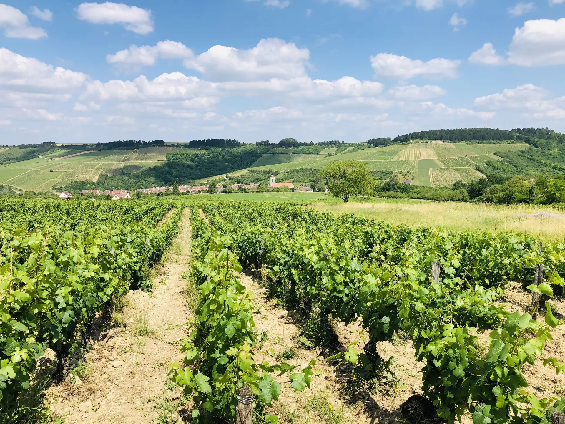 France à vélo vignoble auxerrois