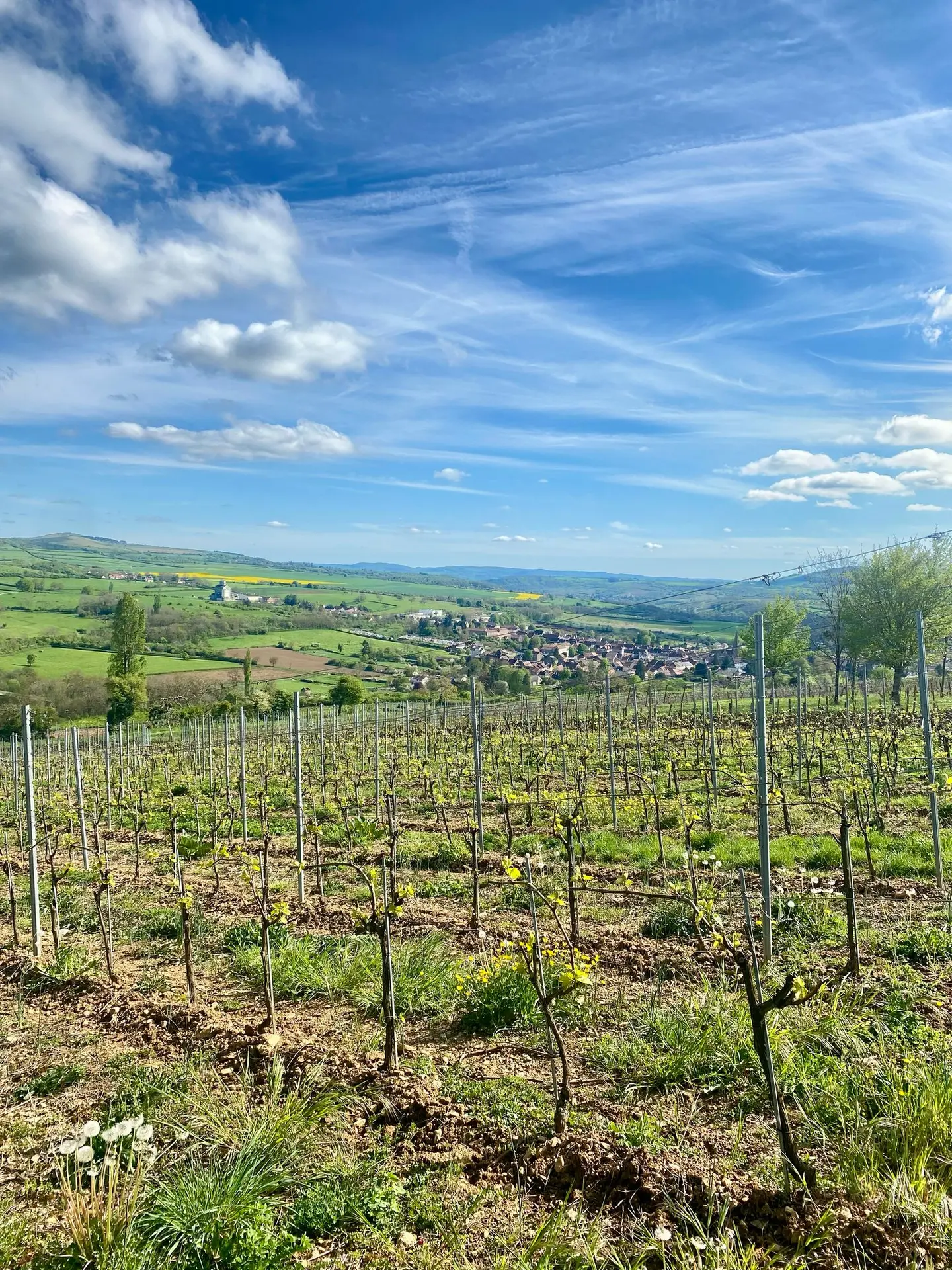 Vignes Mi Avril