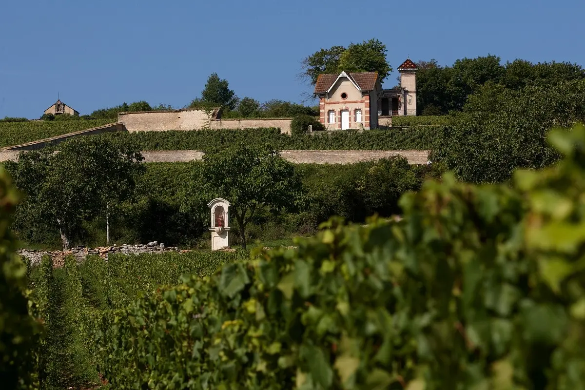 Vignoble et maisons du dimanche