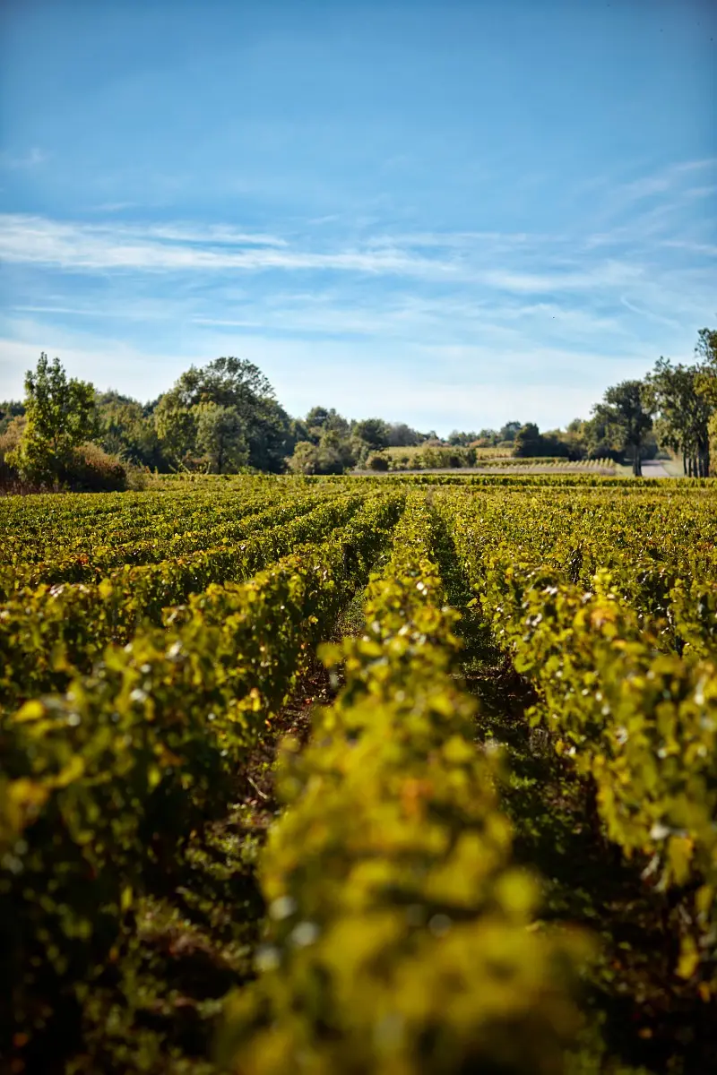 OTBEAUNE_007595_BD