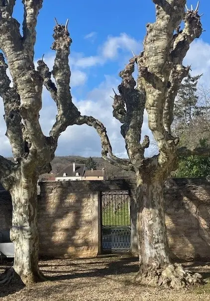 Deux platanes qui s'aiment dans ma cour