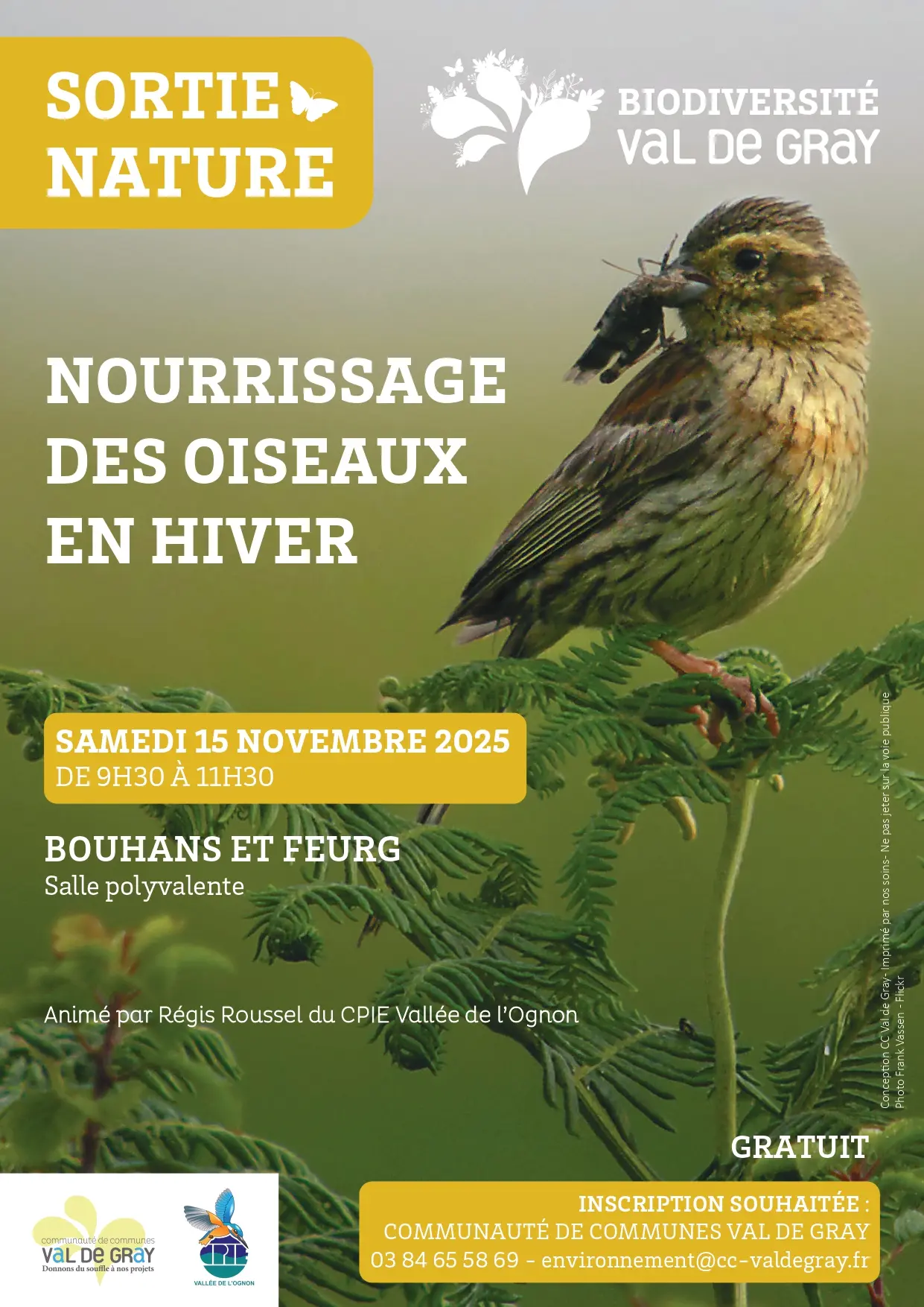 Nourrissage des oiseaux en hiver