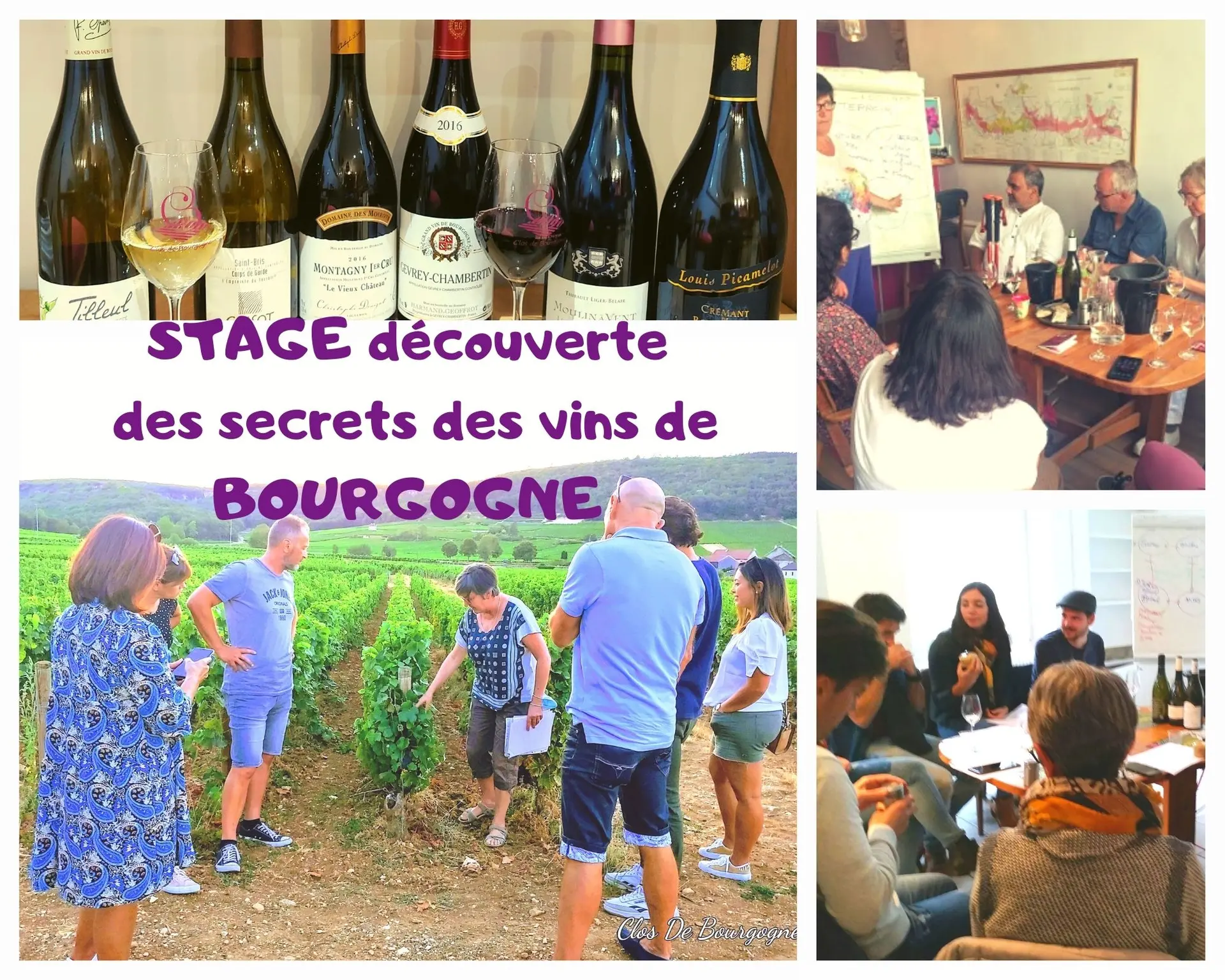 STAGE- de -la -VIGNE- au- VIN -de- BOURGOGNE