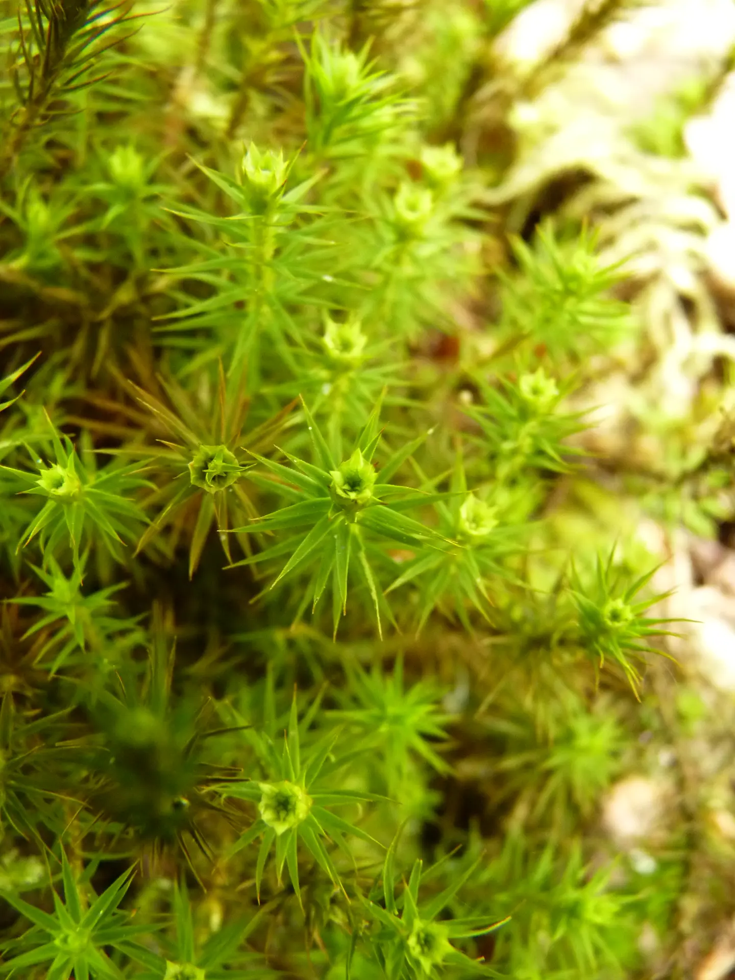 Polytrichum formosum_Semezanges_Bois de Montfée (2)