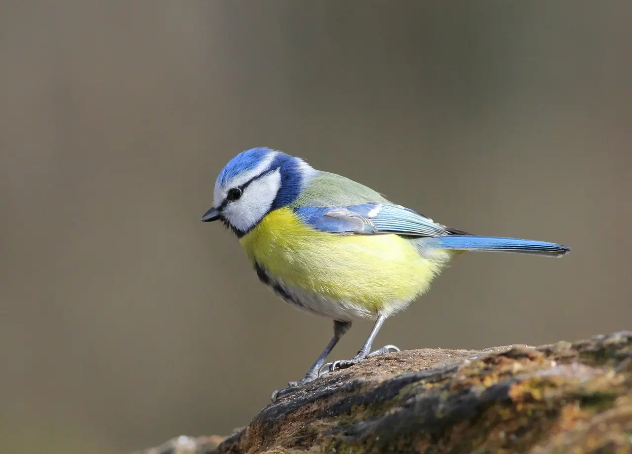 Visuel atelier famille Oiseaux de nos jardins CC