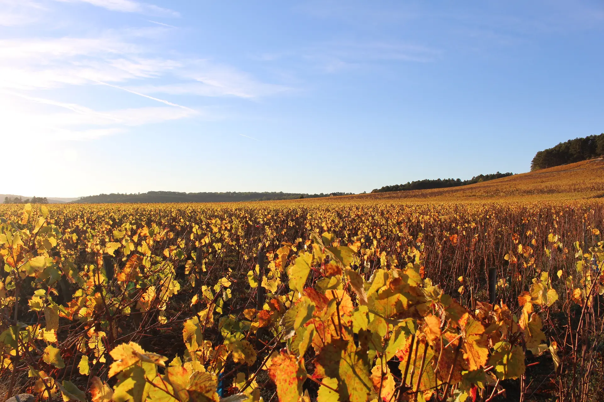 automne-cote-beaune