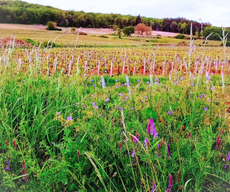 balade-oenologique-et-sensorielle-dans-les-vignes