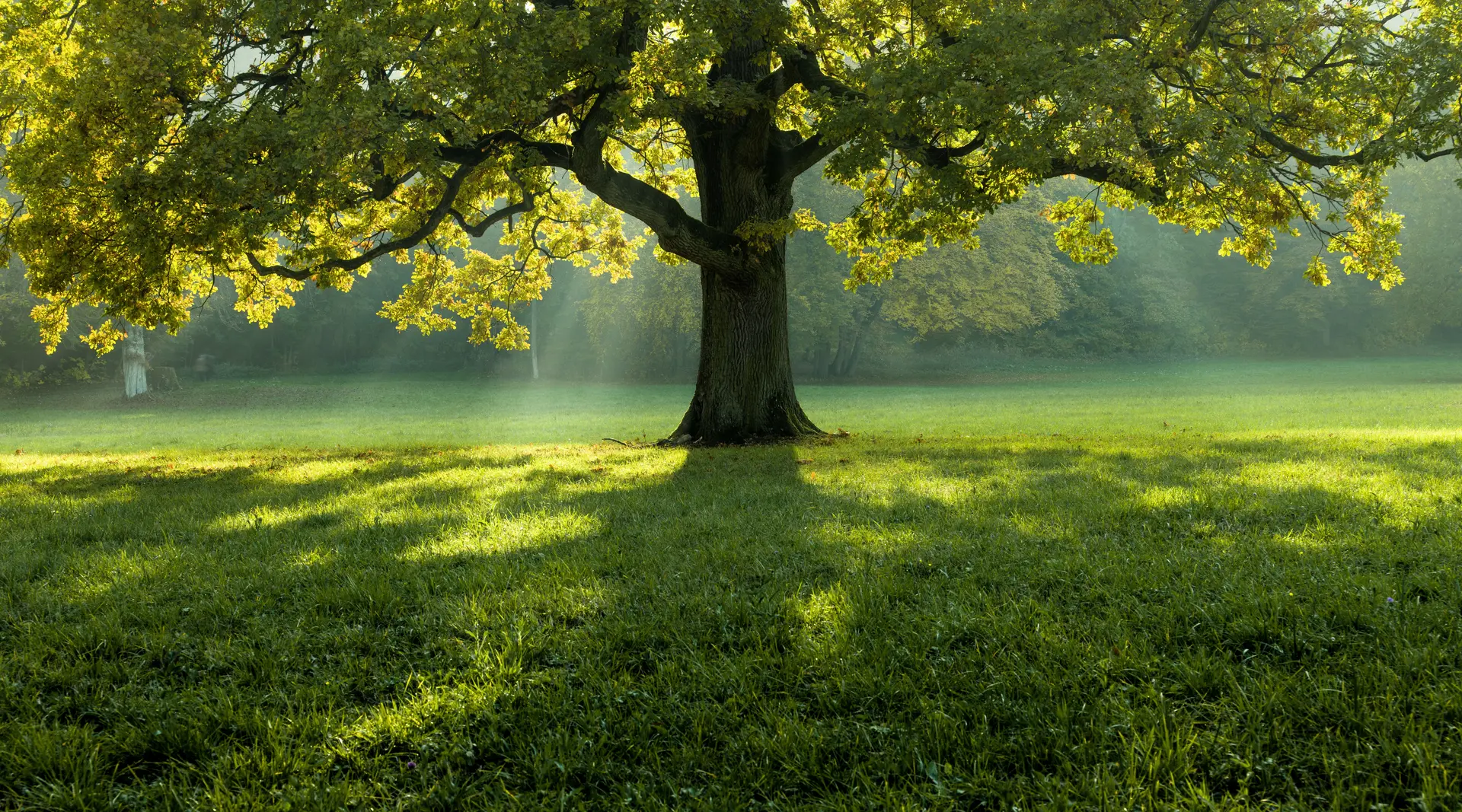 bel-arbre-au-milieu-d-un-champ-couvert-d-herbe-avec-la-limite-des-arbres-en-arriere-plan