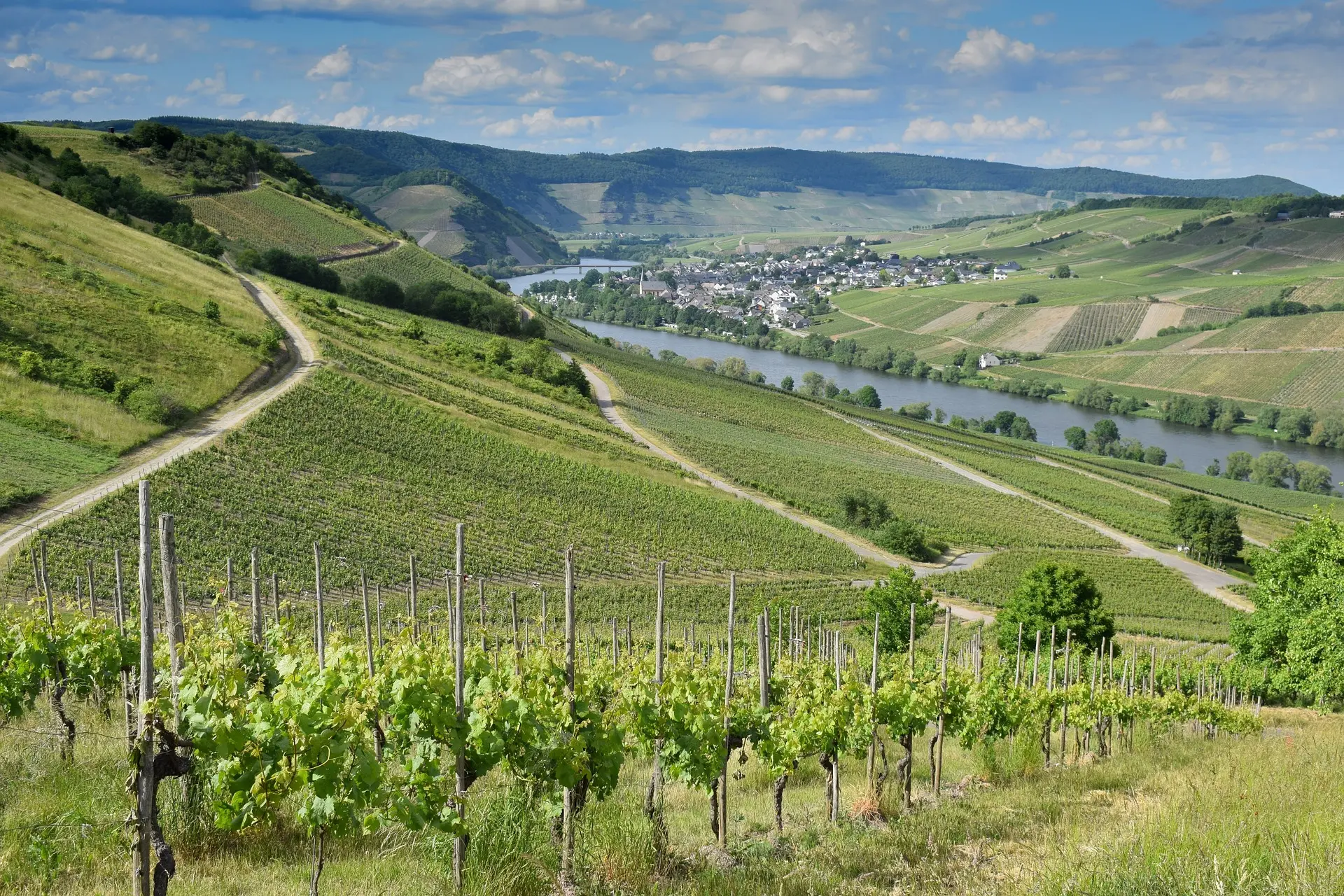 Vignoble