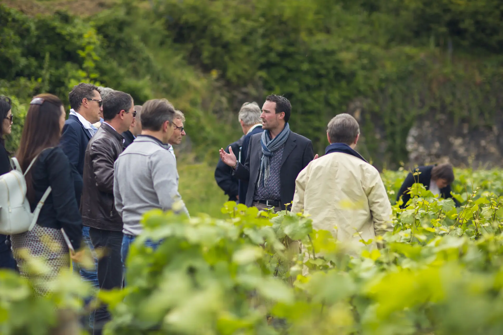 ecole des vins de bourgogne_dans les vignes